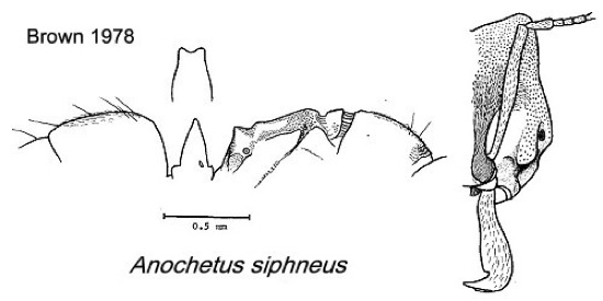 {Anochetus siphneus}