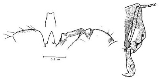 {Anochetus siphneus}