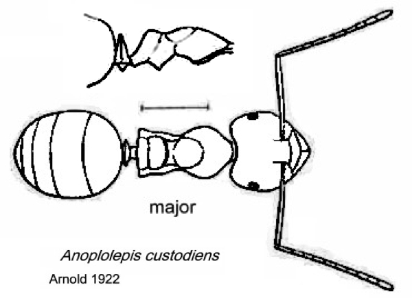 {Anoplolepis custodiens}