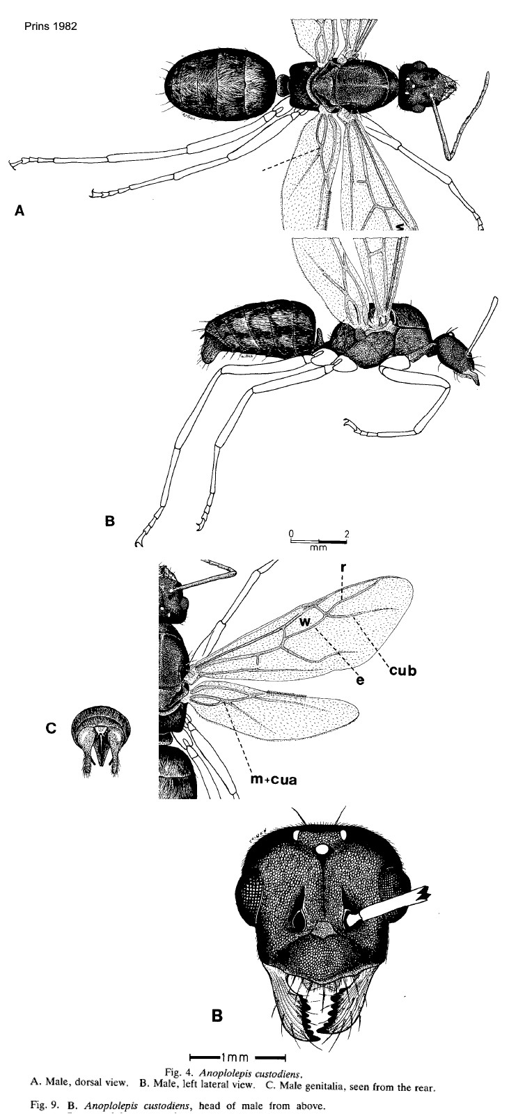 {Anoplolepis custodiens male}