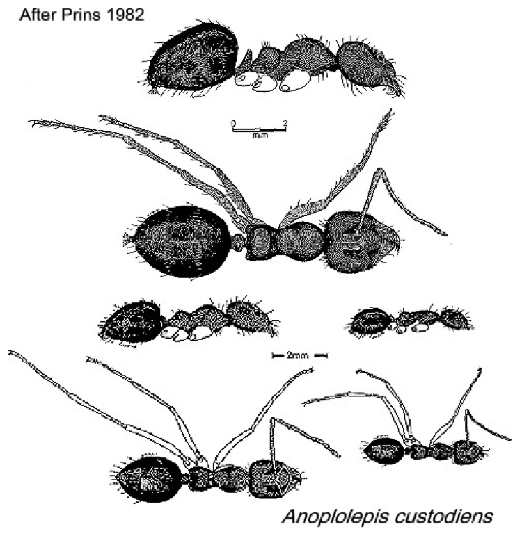 {Anoplolepis custodiens}