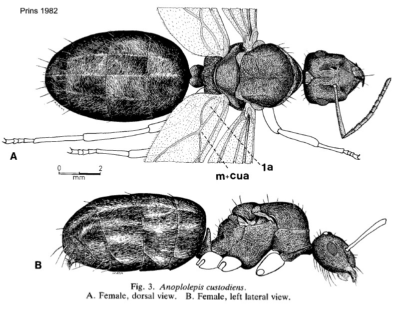 {Anoplolepis custodiens queen}