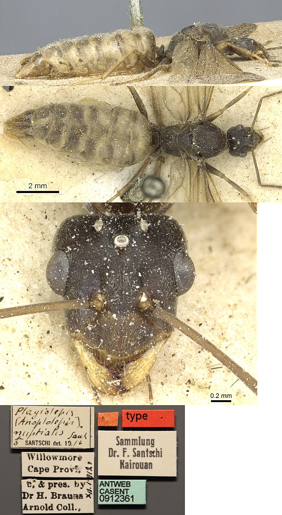 {noplolepis nuptialis male}