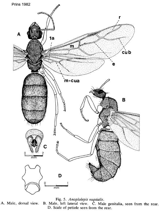 Anoplolepis nuptialis male