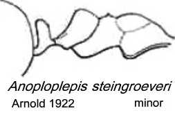 {Anoplolepis steingroeveri}