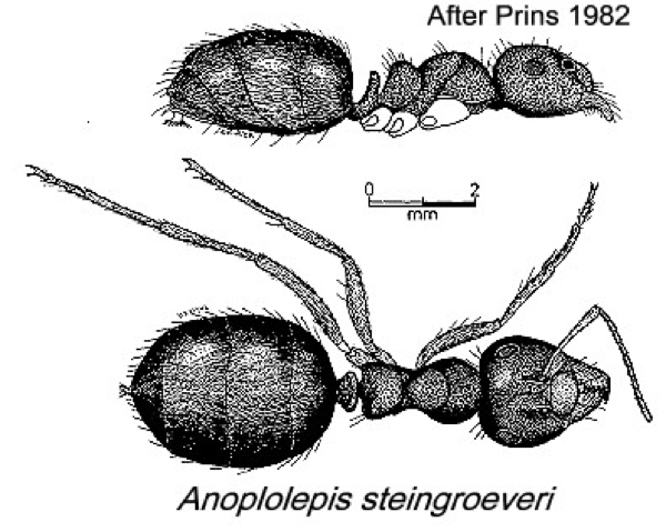 {Anoplolepis steingroeveri}