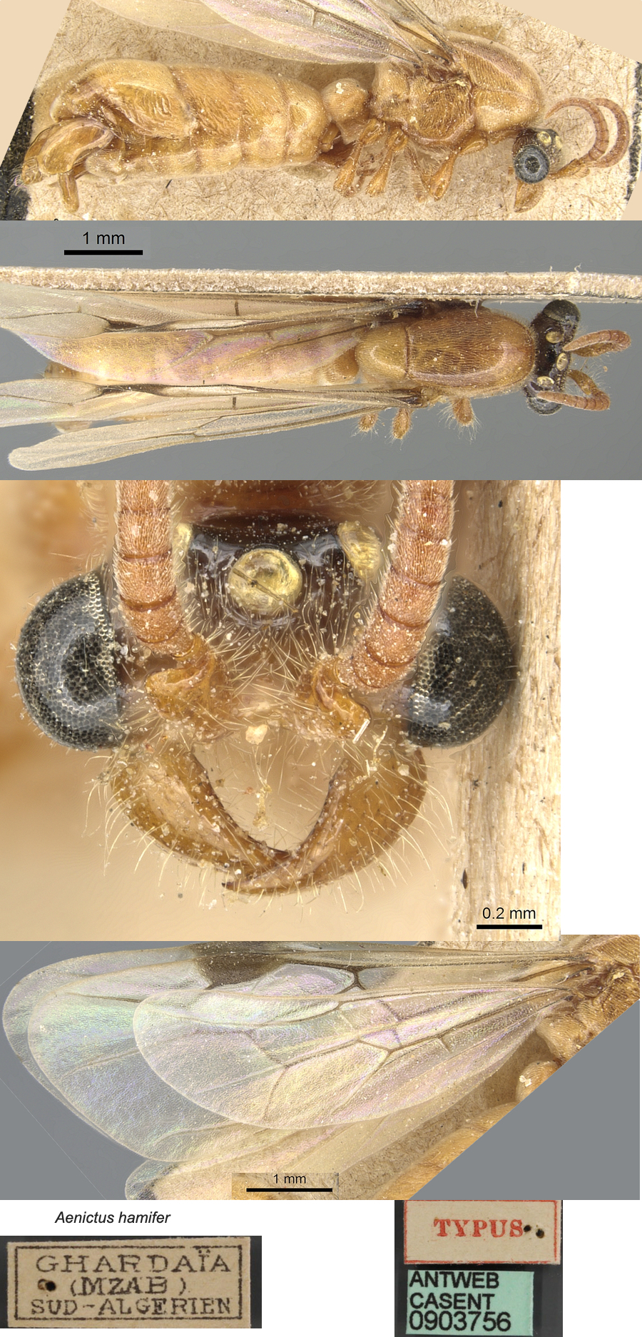 Aenictus hamifer male