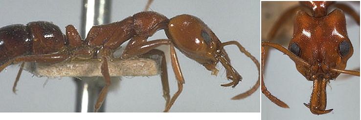 Anochetus sedilloti