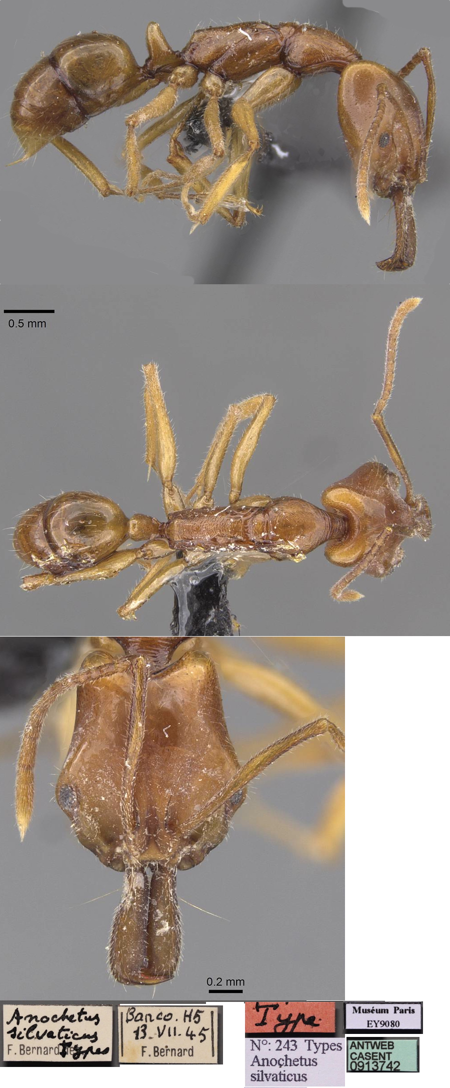 {Anochetus traegaordhi sylvaticus}