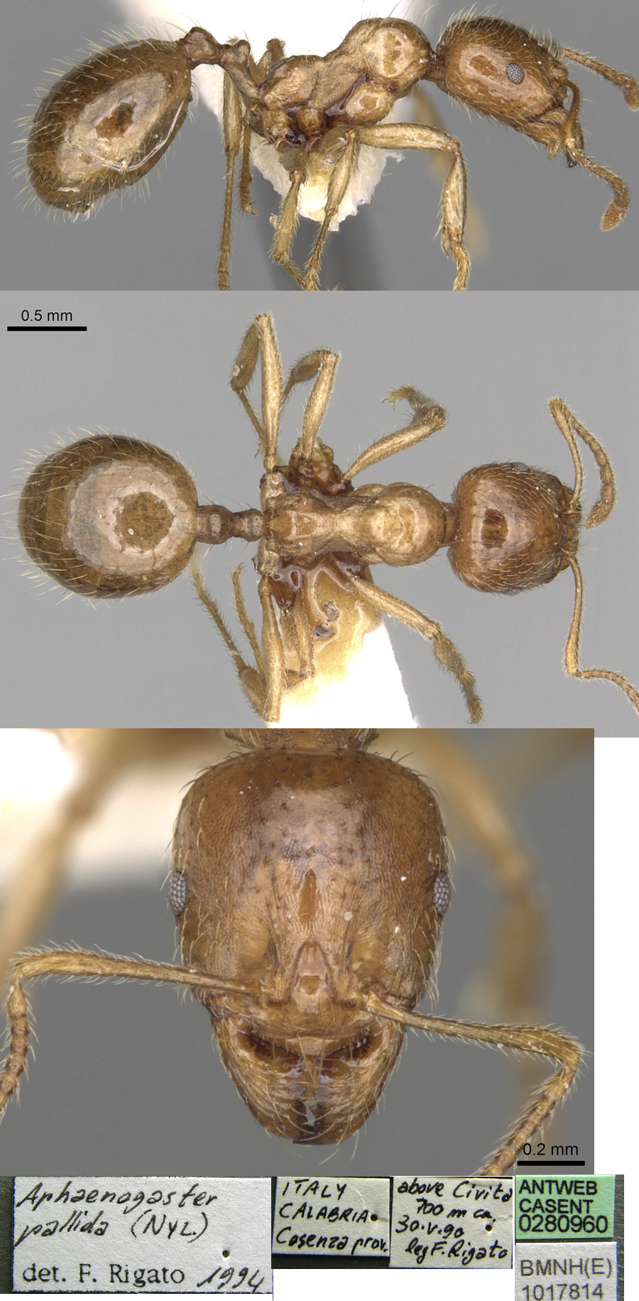 {Aphaenogaster pallida}