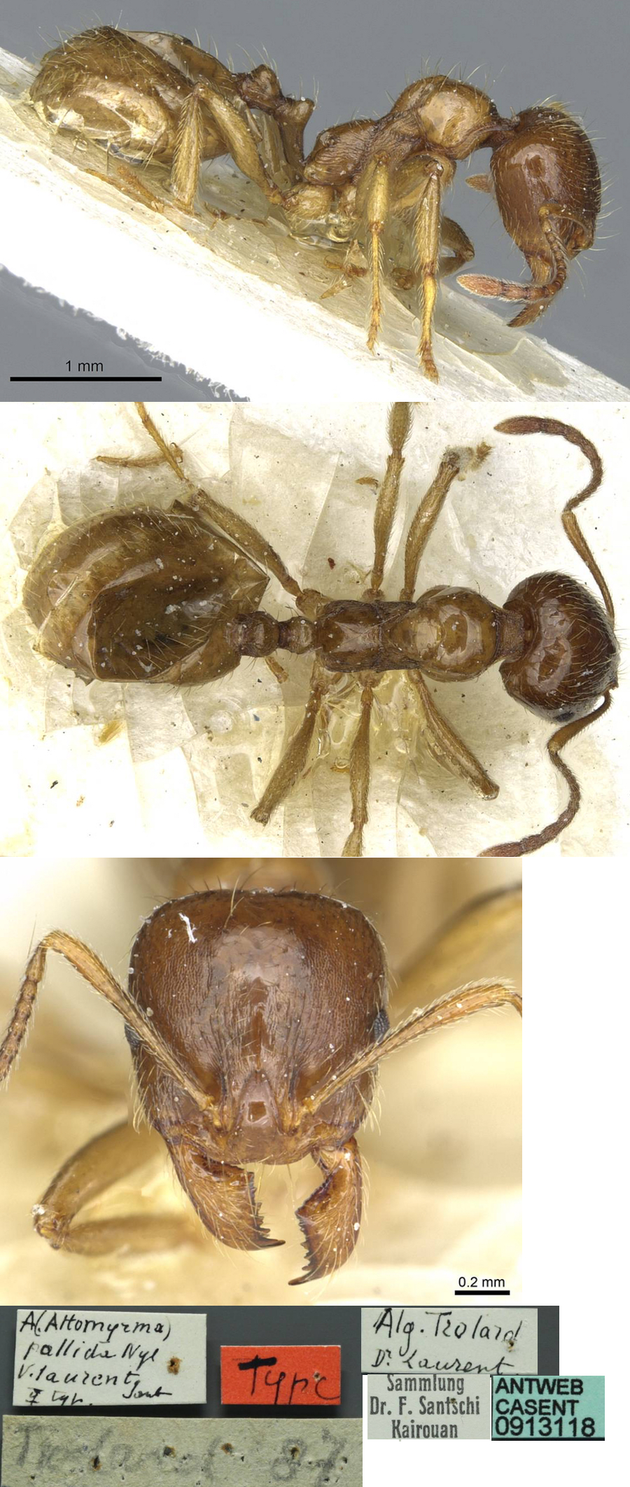 {Aphaenogaster pallida laurenti}