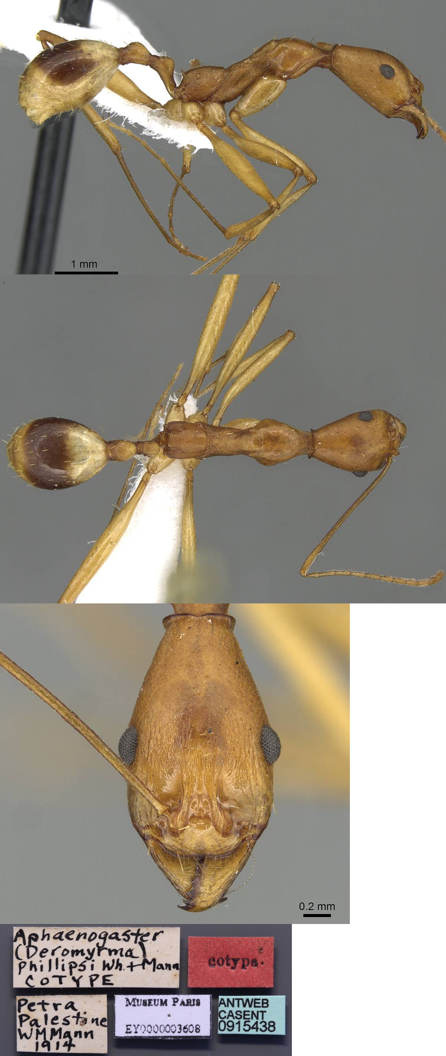 {Aphaenogaster phillipsi}