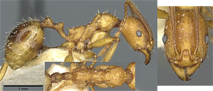 Aphaenogaster splendida