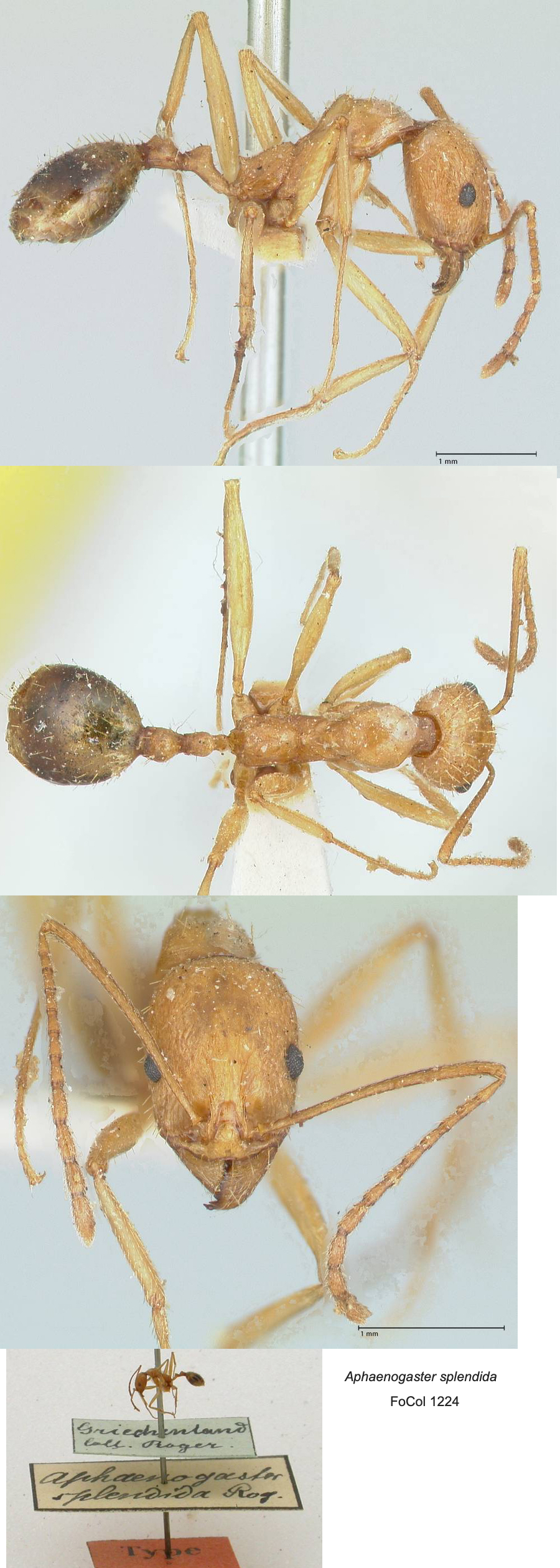 {Aphaenogaster splendida}
