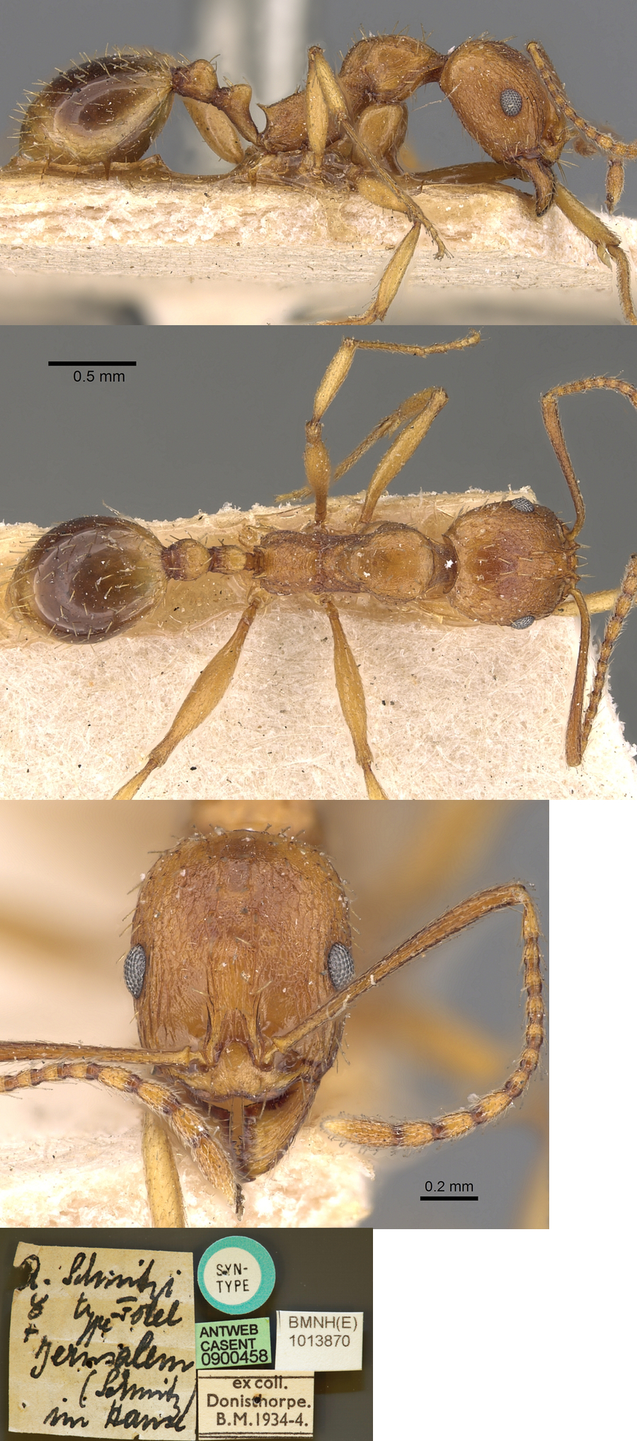 {Aphaenogaster syriaca}