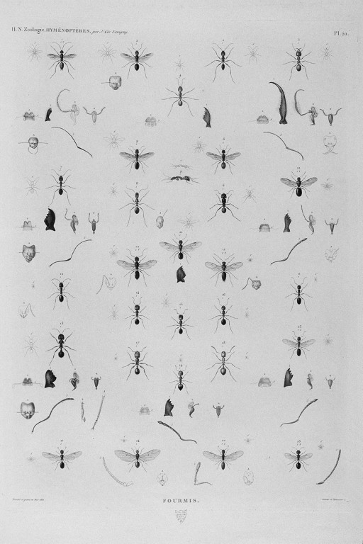 {Audouin/Savigny ants of Egypt}