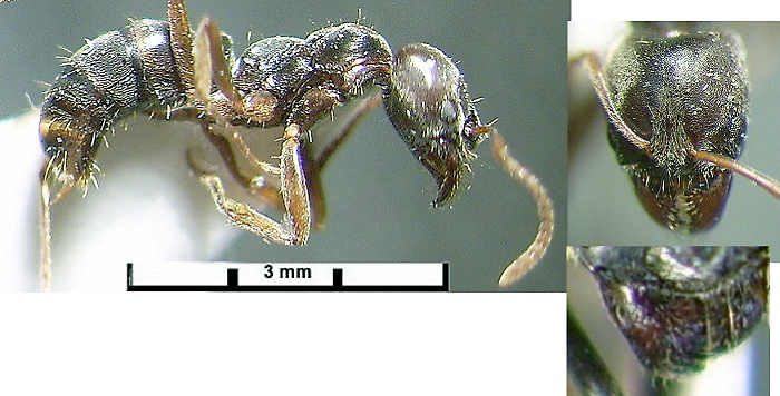 {Pachycondyla sennaarensis}
