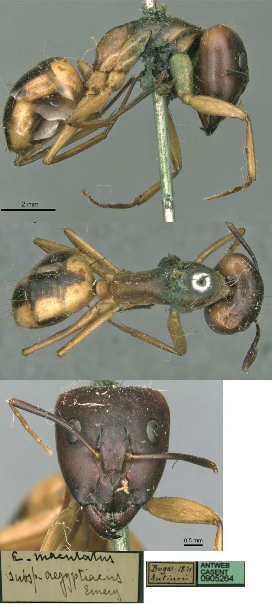 {Camponotus aegyptiacus}