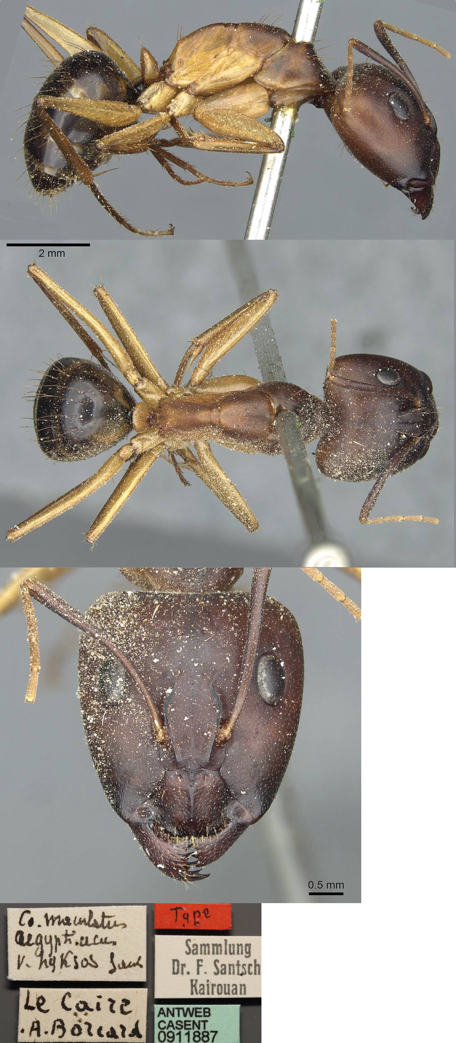 {Camponotus aegyptiacus}