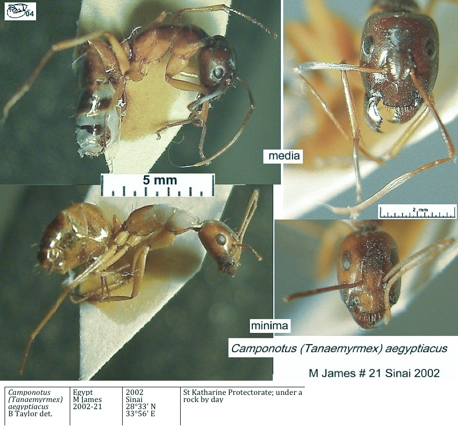 {Camponotus aegyptiacus media & minima}