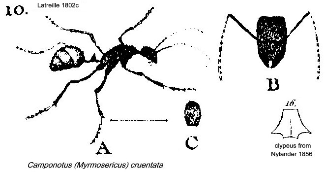 {Camponotus (Myrmosericus) cruentatus}