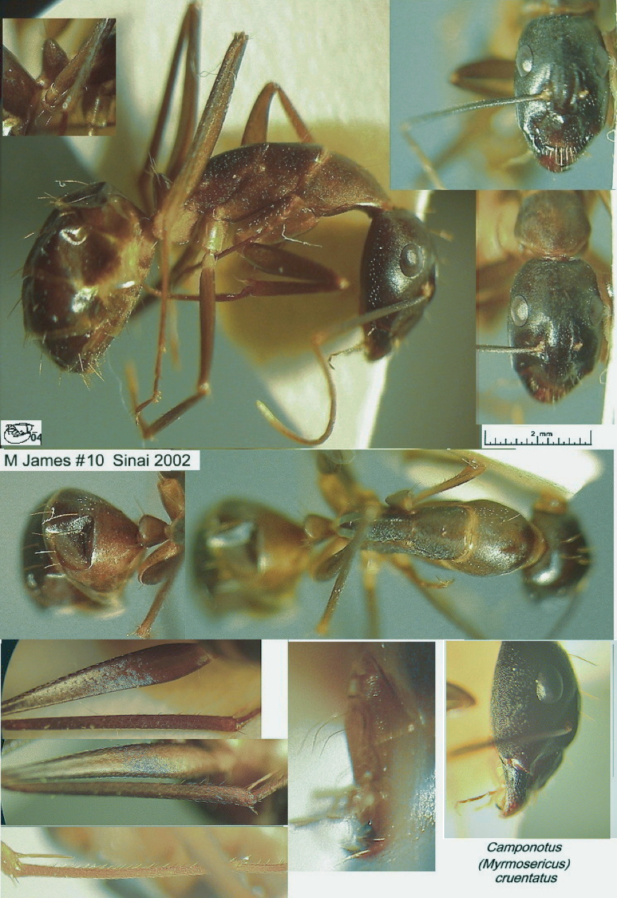 {Camponotus (Myrmosericus) cruentatus}