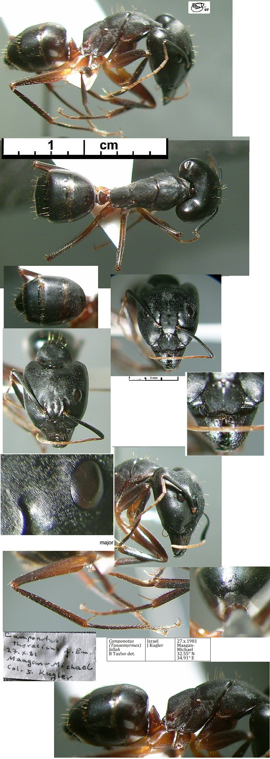{Camponotus fellah}