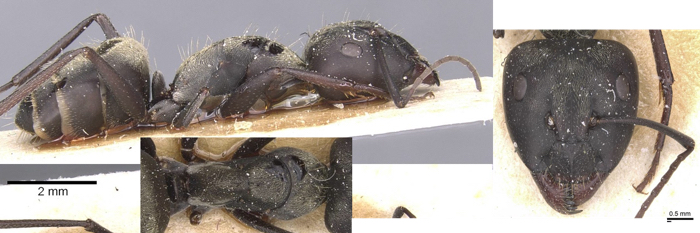 {Camponotus micans major}