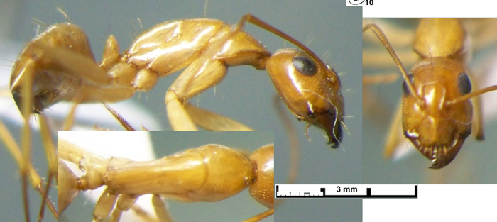 {Camponotus oasium minor}