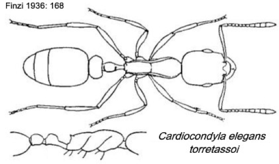 {Cardiocondyla elegans torretassoi}