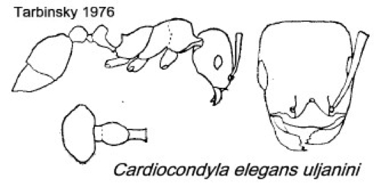 {Cardiocondyla elegans ulianini}