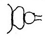 {Cardiocondyla elegans pedicel dorsum}