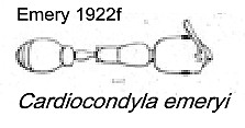 {Cardiocondyla emeryi}