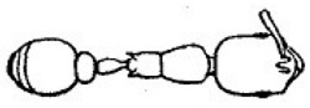 {Cardiocondyla emeryi dorsum}