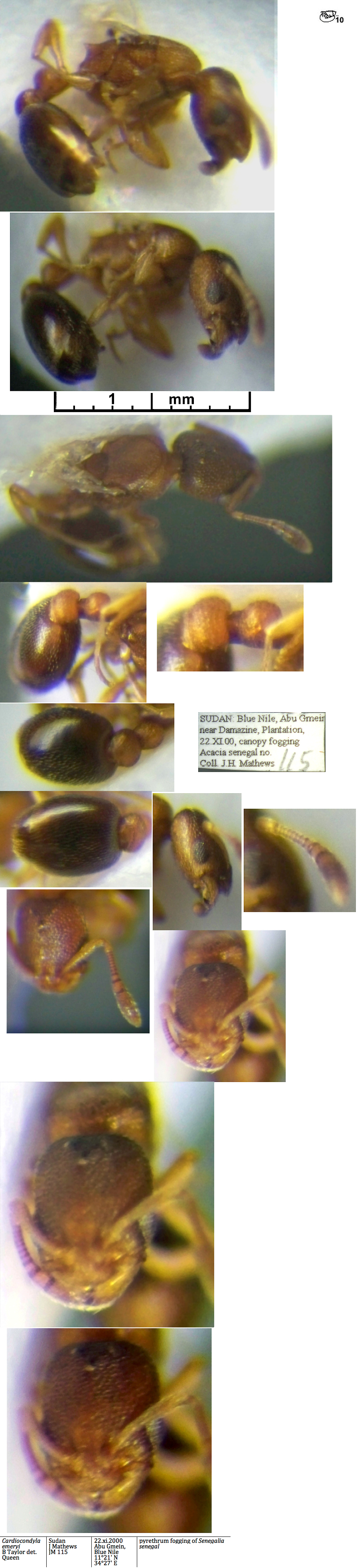Cardiocondyla emeryi queen