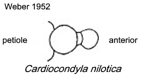 {Cardiocondyla nilotica petiole}