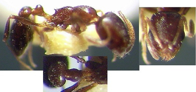 Cardiocondyla israelica