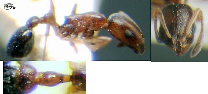 {Cardiocondyla mauritanica}