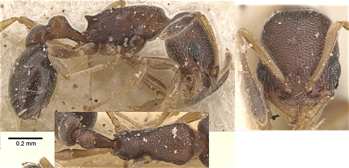 Cardiocondyla minutior