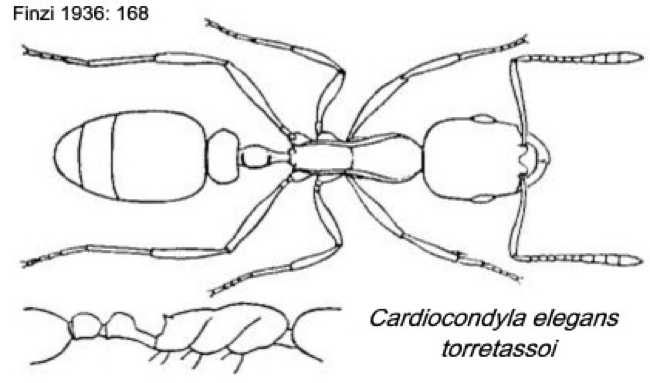 {Cardiocondyla elegans torretassoi}
