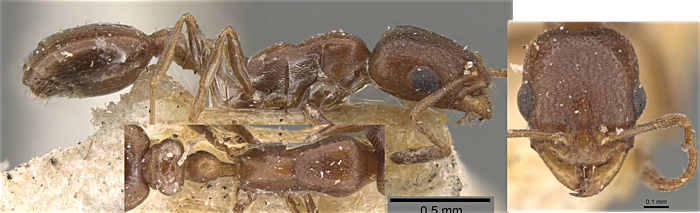 Cardiocondyla nigra