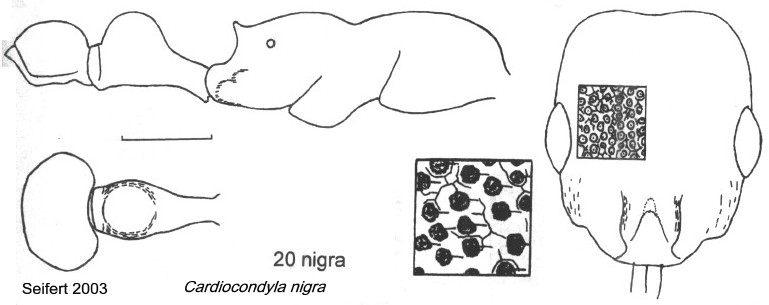 {Cardiocondyla nigra}