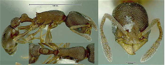 Cardiocondyla nuda