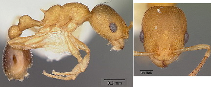 Cardiocondyla wroughtoni