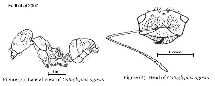 {Cataglyphis agostii}