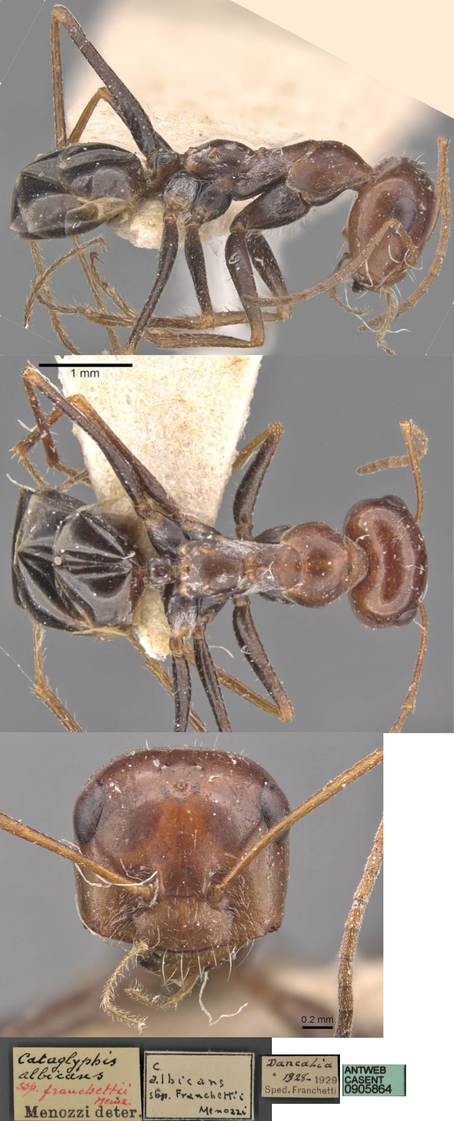 {Cataglyphis franchetti}