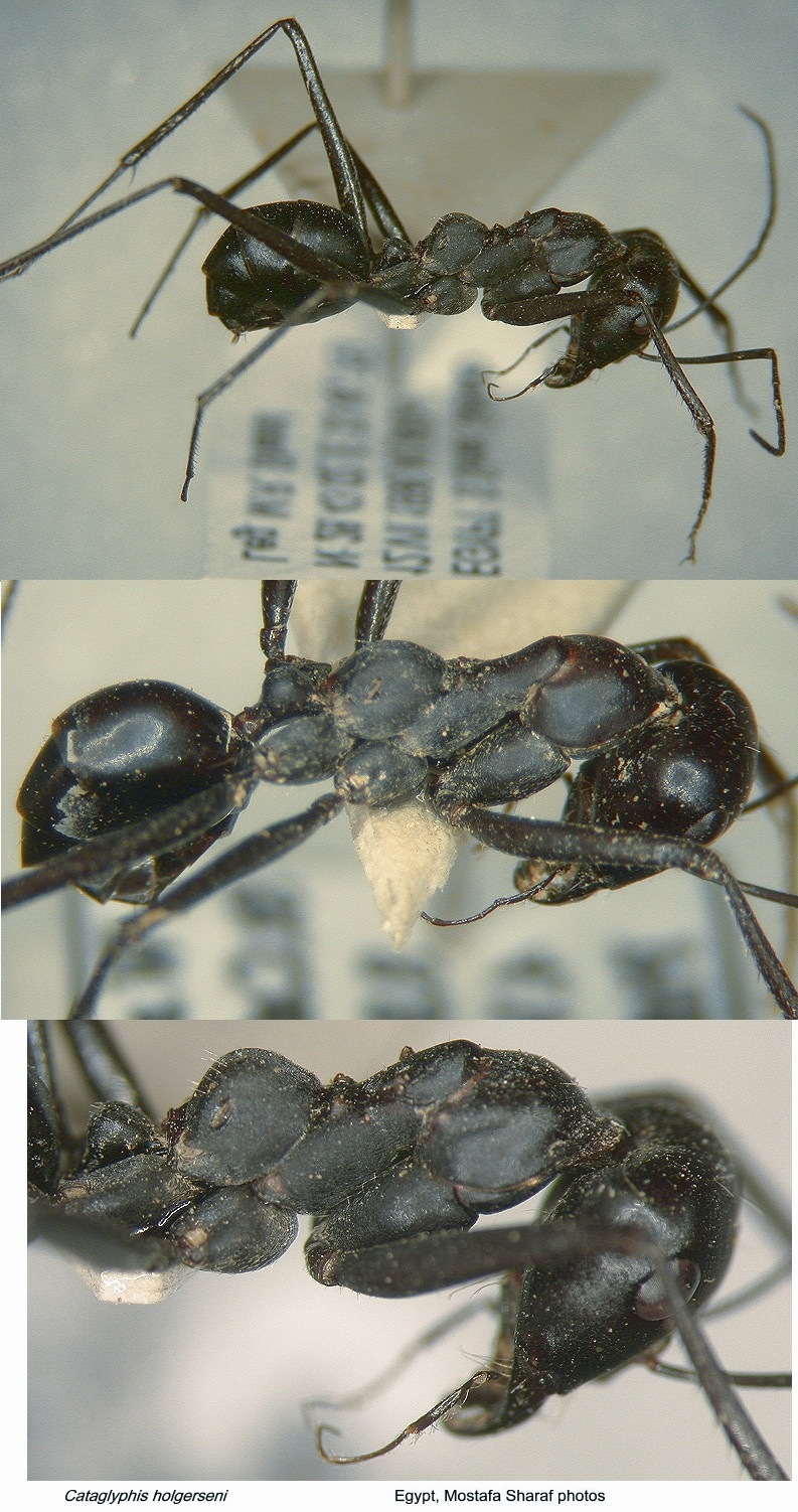 {Cataglyphis holgerseni}