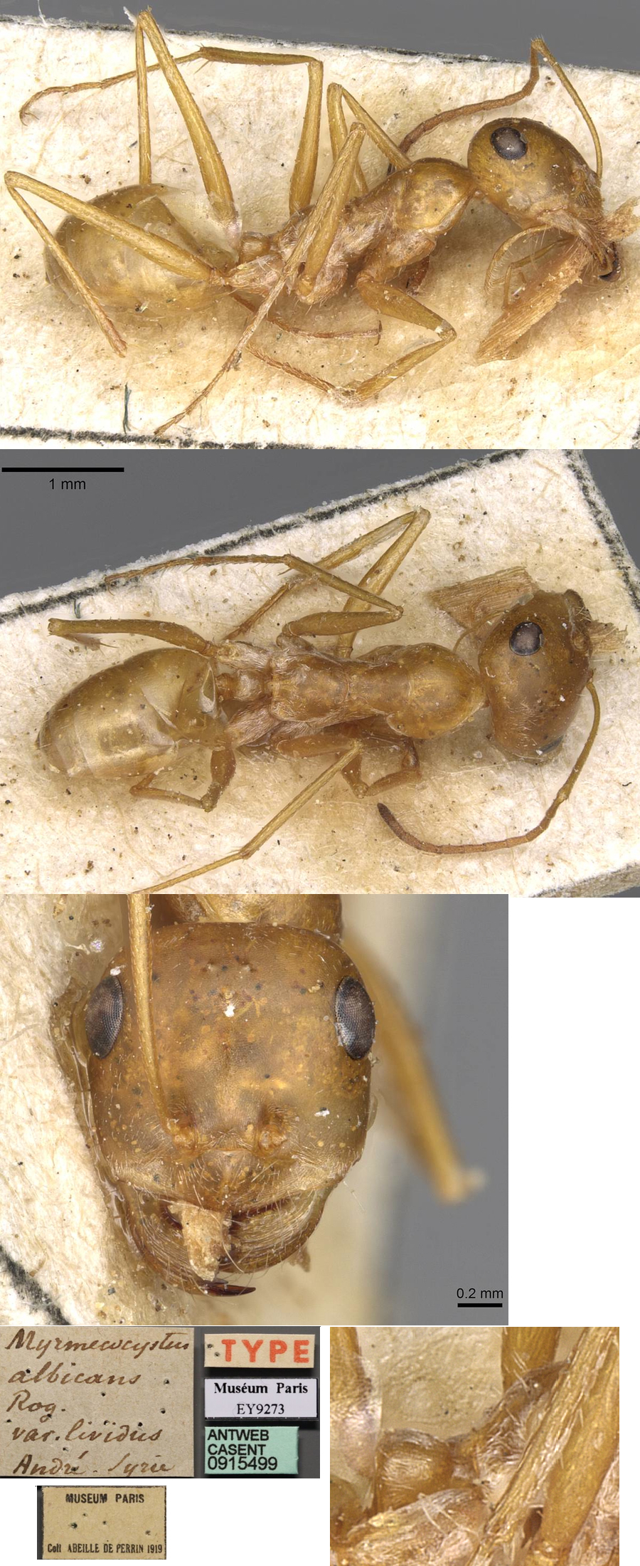 {Cataglyphis lividus type}