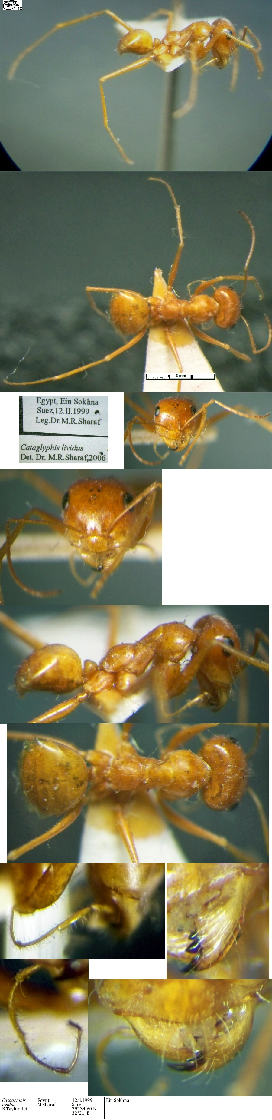 {Cataglyphis lividus}