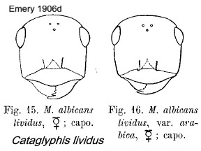 {Cataglyphis lividus}